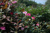 odeliah > Avielle >  DSC_0226